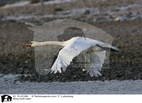 fliegender Hckerschwan / flying mute swan / FL-01080