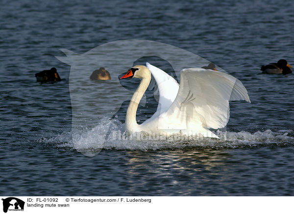 landing mute swan / FL-01092
