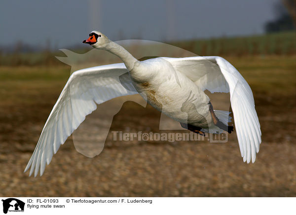 flying mute swan / FL-01093