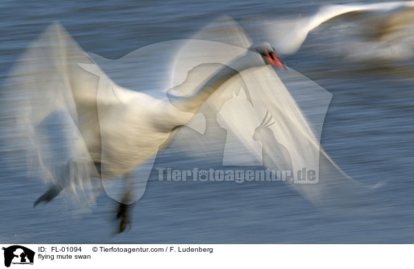 flying mute swan / FL-01094