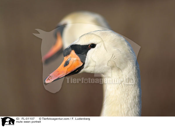 mute swan portrait / FL-01107