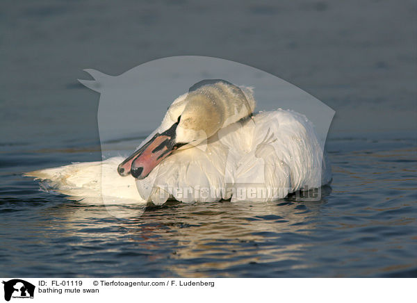 bathing mute swan / FL-01119