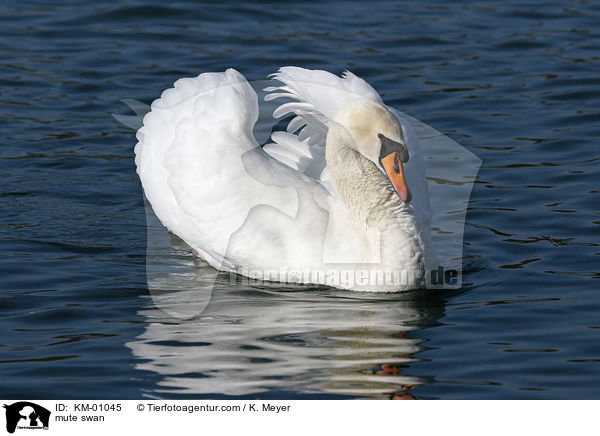 Hckerschwan / mute swan / KM-01045