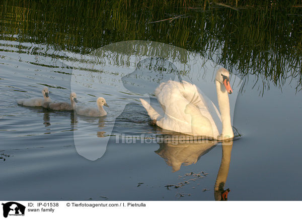 swan family / IP-01538