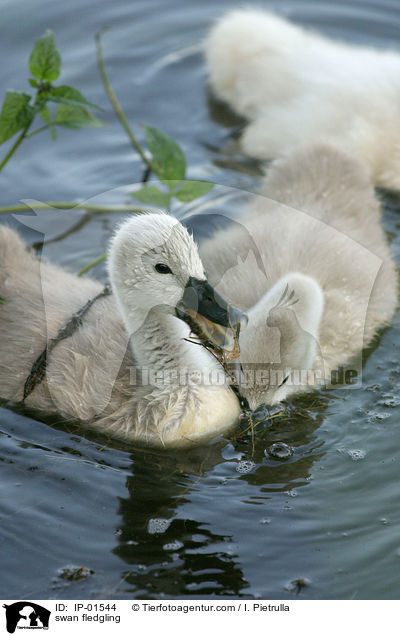 Schwan Kken / swan fledgling / IP-01544