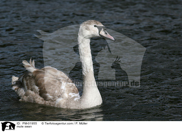 Hckerschwan / mute swan / PM-01955