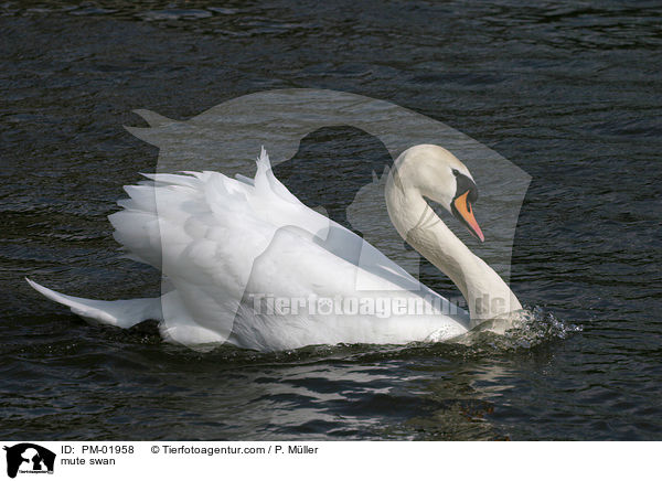 Hckerschwan / mute swan / PM-01958