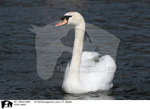 Hckerschwan / mute swan / PM-01960