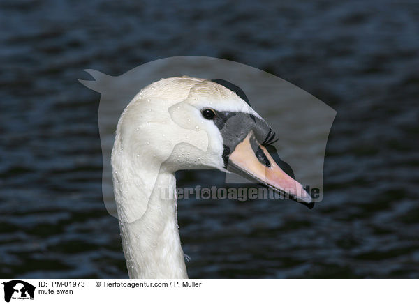 Hckerschwan / mute swan / PM-01973