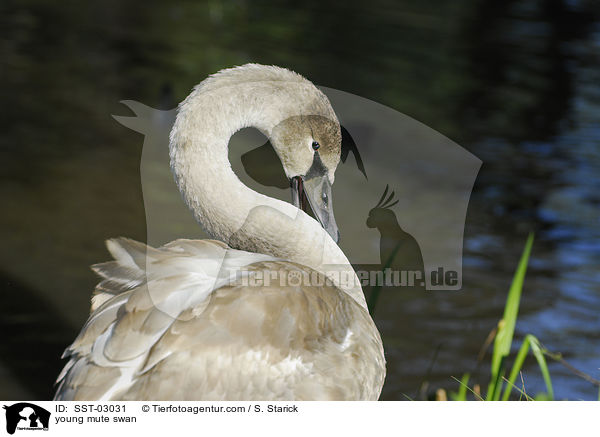 junger Hckerschwan / young mute swan / SST-03031