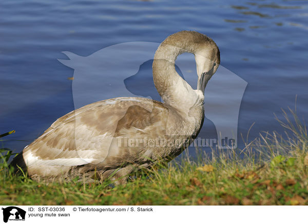 junger Hckerschwan / young mute swan / SST-03036