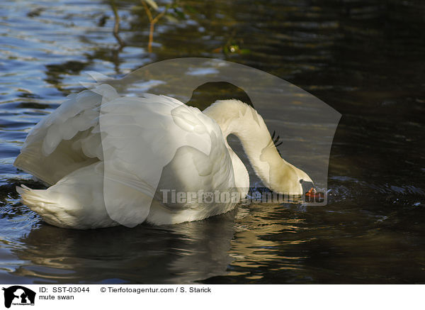 Hckerschwan / mute swan / SST-03044