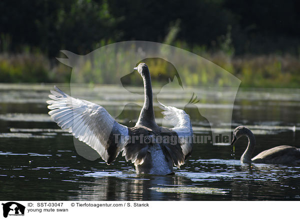 junger Hckerschwan / young mute swan / SST-03047