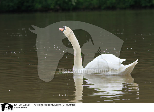 mute swan / JH-02121