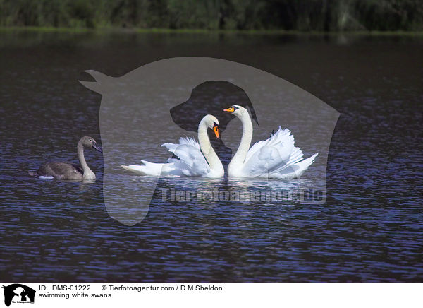 schwimmende Hckerschwne / swimming white swans / DMS-01222