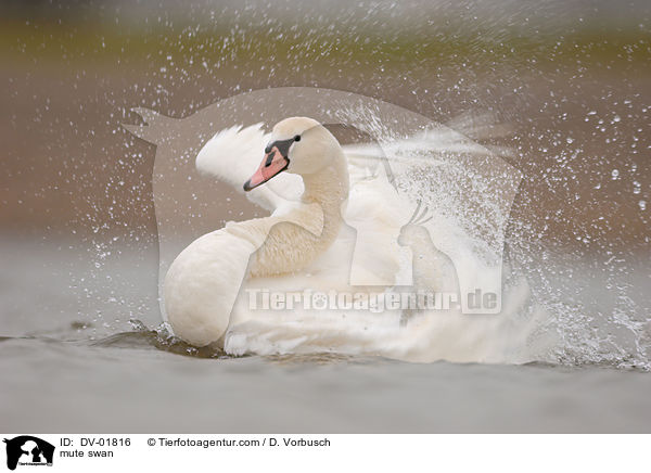 mute swan / DV-01816