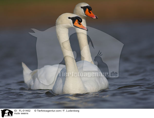 mute swans / FL-01462