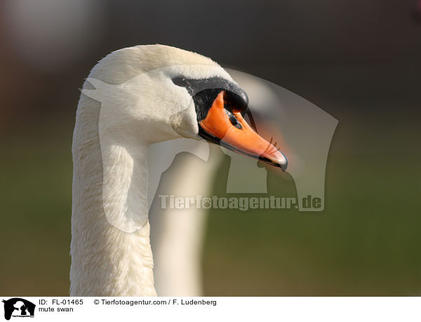 Hckerschwan / mute swan / FL-01465