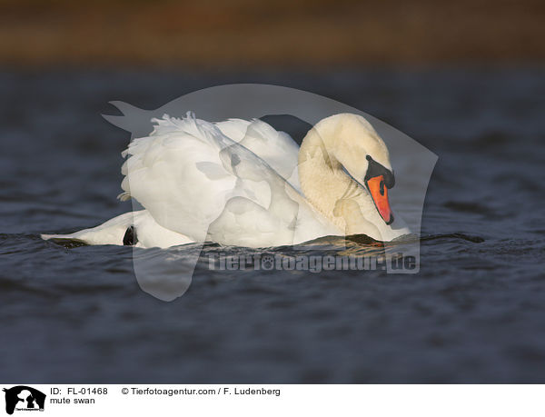 Hckerschwan / mute swan / FL-01468