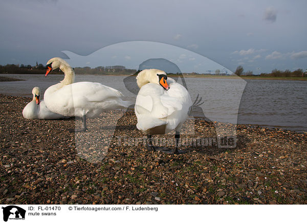 Hckerschwne / mute swans / FL-01470