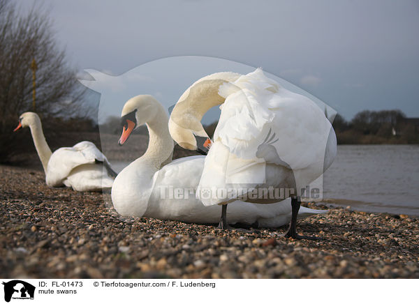 Hckerschwne / mute swans / FL-01473
