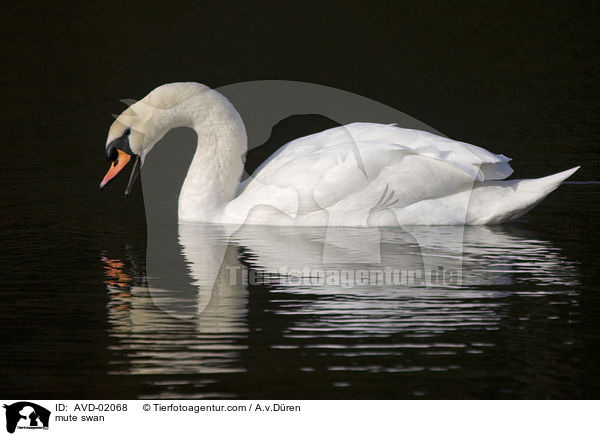 Hckerschwan / mute swan / AVD-02068