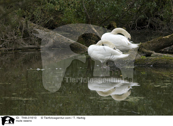 Hckerschwne / mute swans / THA-01610