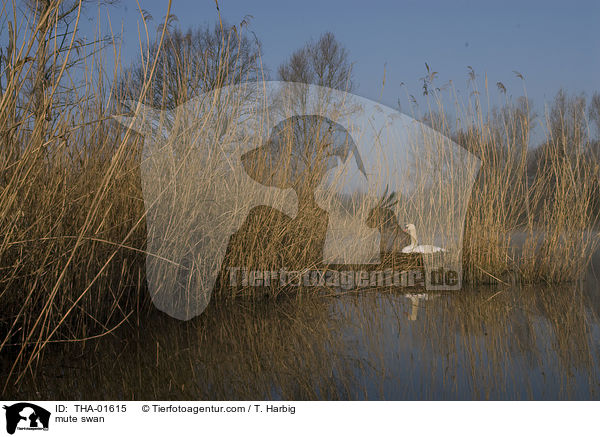 Hckerschwan / mute swan / THA-01615