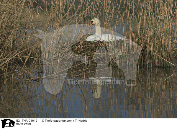 Hckerschwan / mute swan / THA-01616