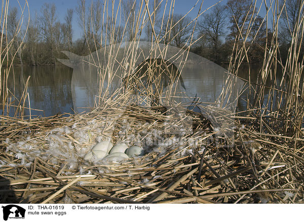 Hckerschwan-Gelege / mute swan eggs / THA-01619