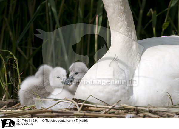 Hckerschwne / mute swans / THA-01634