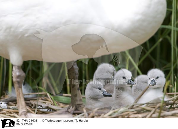 Hckerschwne / mute swans / THA-01638