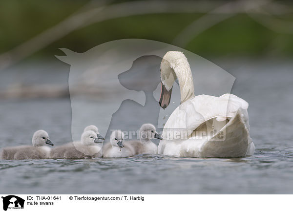 Hckerschwne / mute swans / THA-01641
