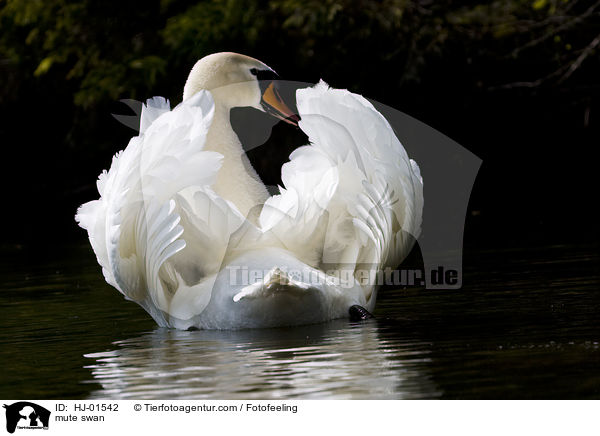 mute swan / HJ-01542