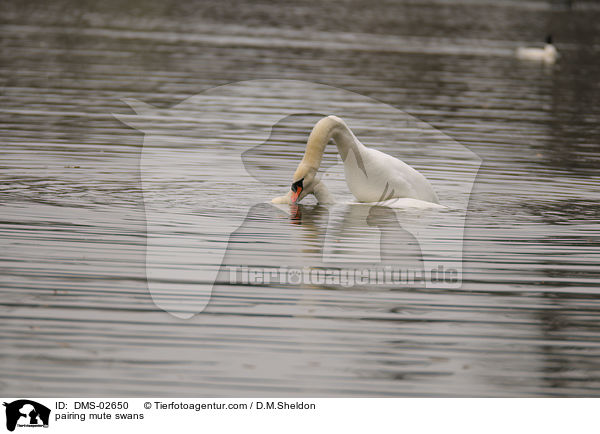 Hckerschwne bei der Paarung / pairing mute swans / DMS-02650