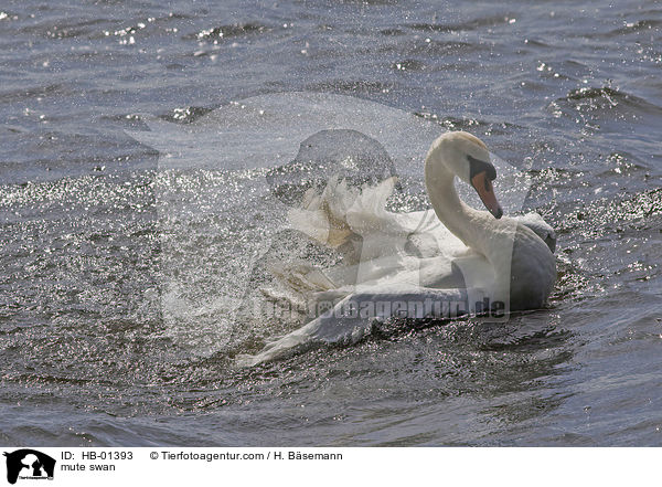 Hckerschwan / mute swan / HB-01393