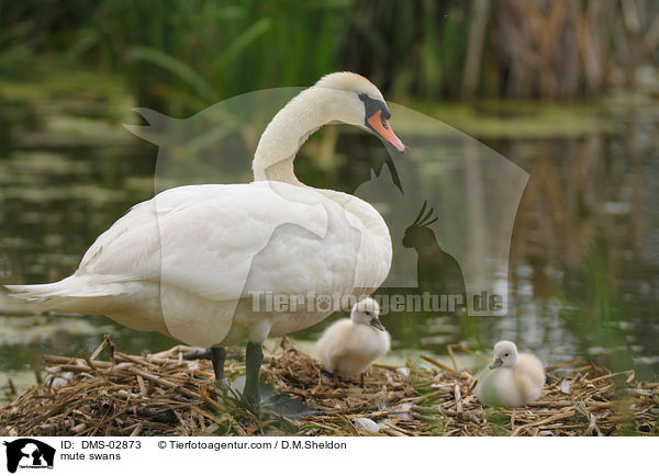 Hckerschwne / mute swans / DMS-02873