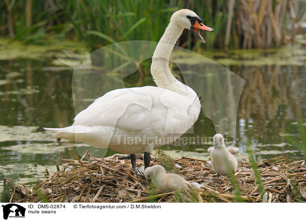 Hckerschwne / mute swans / DMS-02874