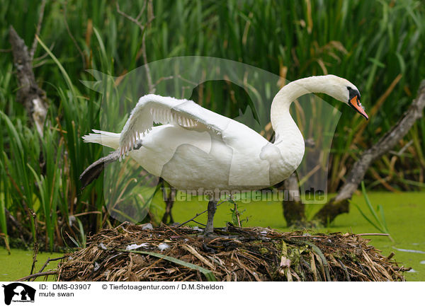 Hckerschwan / mute swan / DMS-03907