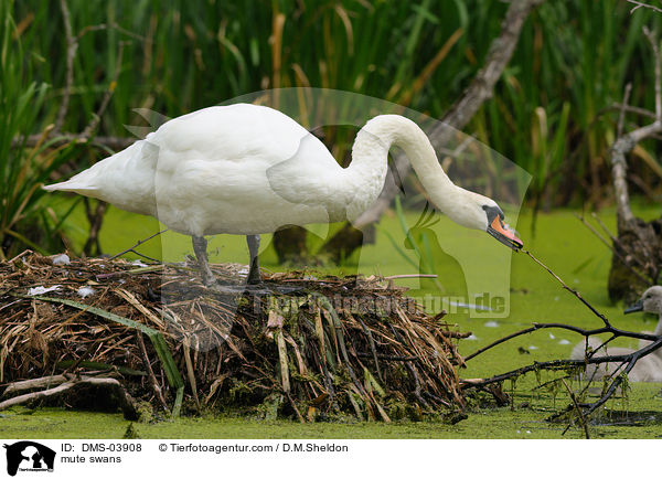 Hckerschwne / mute swans / DMS-03908