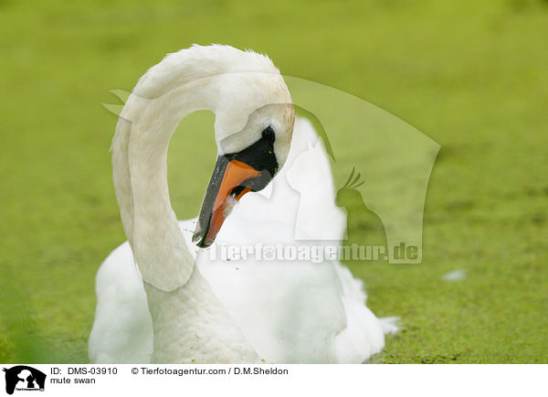 Hckerschwan / mute swan / DMS-03910