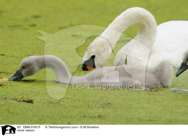 Hckerschwne / mute swans / DMS-03915