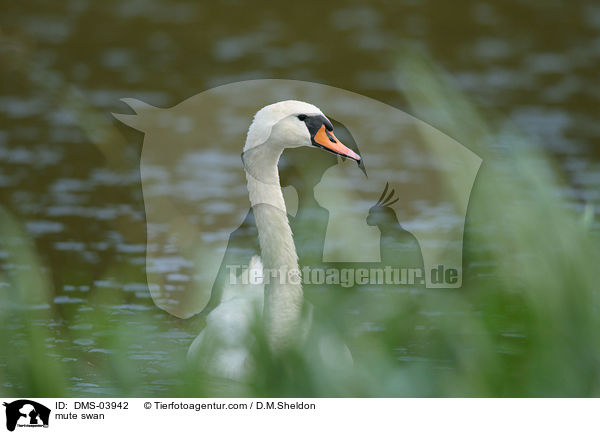 Hckerschwan / mute swan / DMS-03942