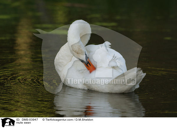 Hckerschwan / mute swan / DMS-03947