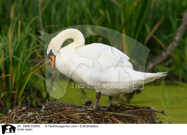 Hckerschwan / mute swan / DMS-03950