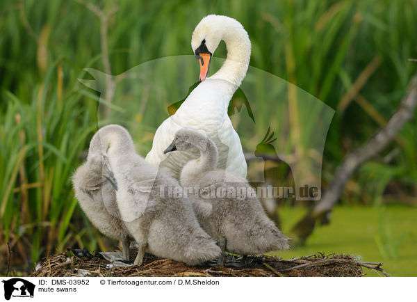 Hckerschwne / mute swans / DMS-03952