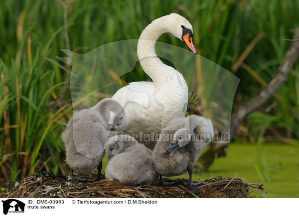 Hckerschwne / mute swans / DMS-03953