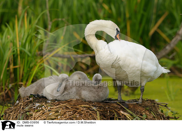 Hckerschwne / mute swans / DMS-03956