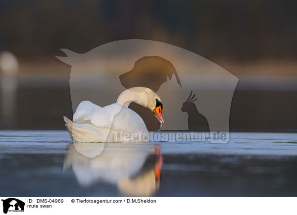 Hckerschwan / mute swan / DMS-04989