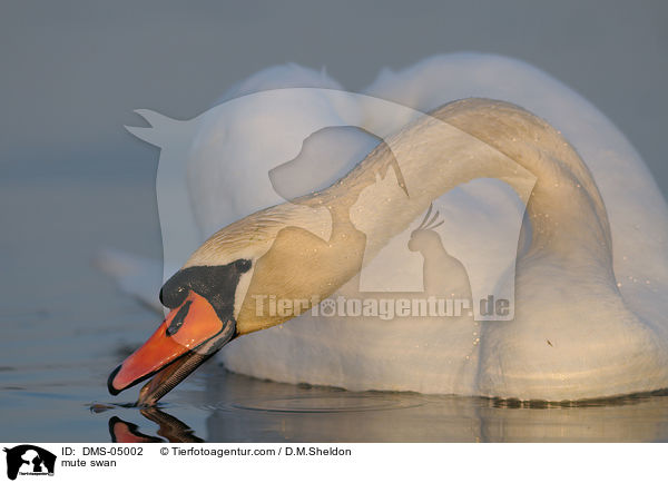 Hckerschwan / mute swan / DMS-05002